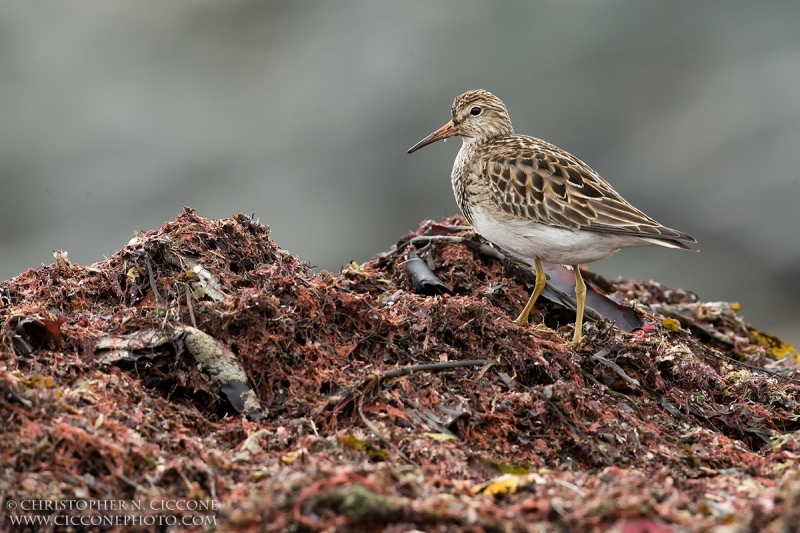 Pectoral Sandpiper