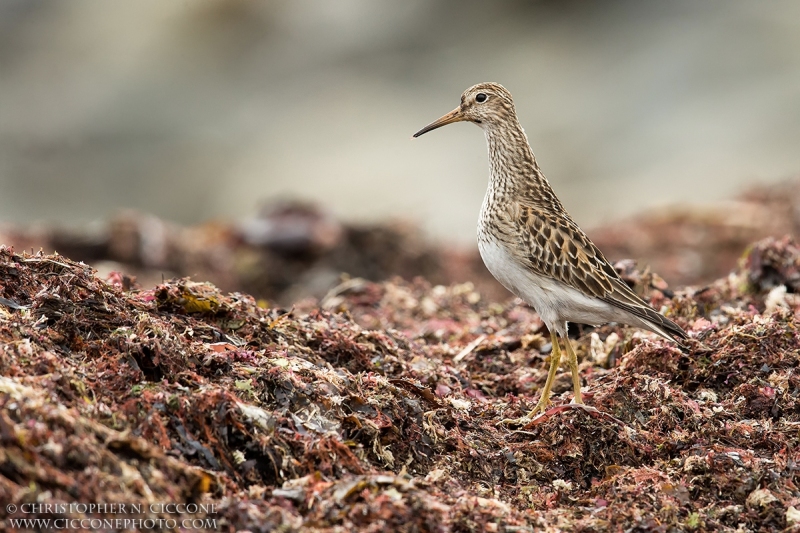 Pectoral Sandpiper