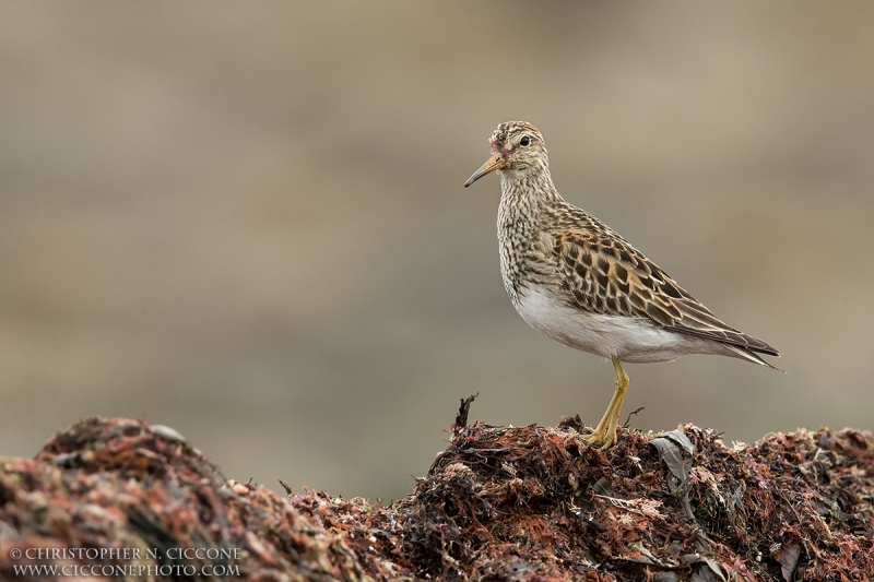 Pectoral Sandpiper