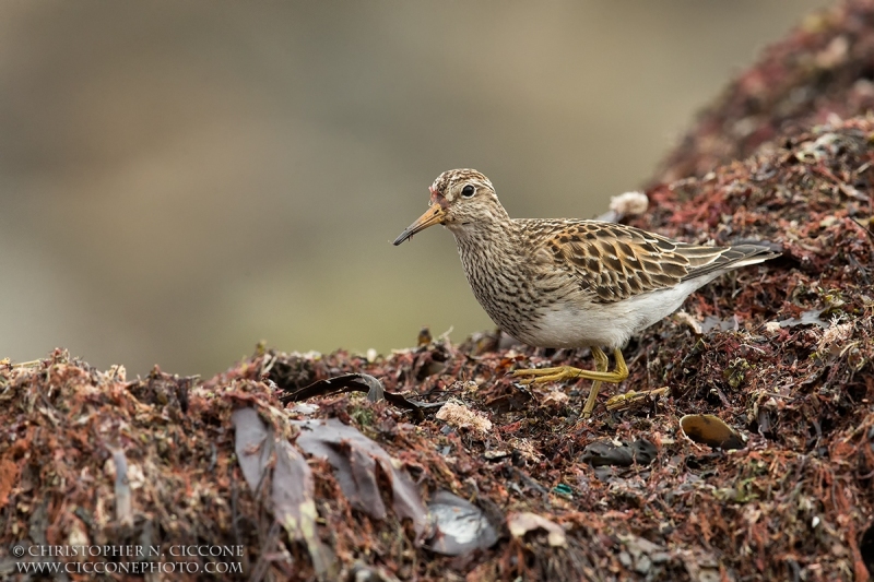 Pectoral Sandpiper