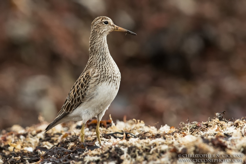 Pectoral Sandpiper