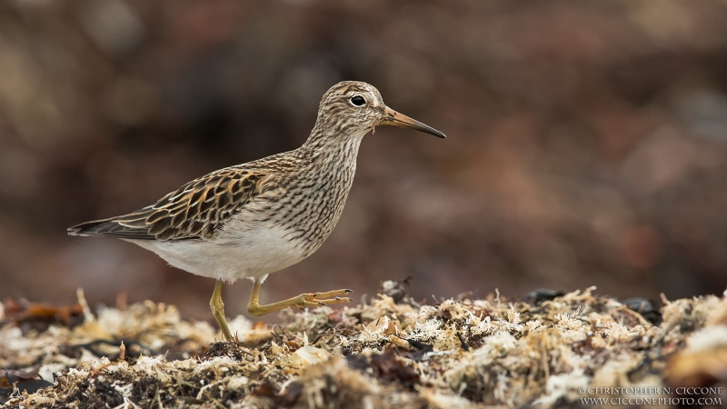 Pectoral Sandpiper