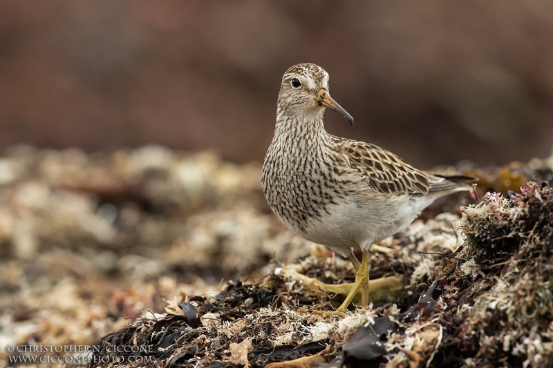 Pectoral Sandpiper