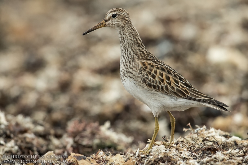 Pectoral Sandpiper