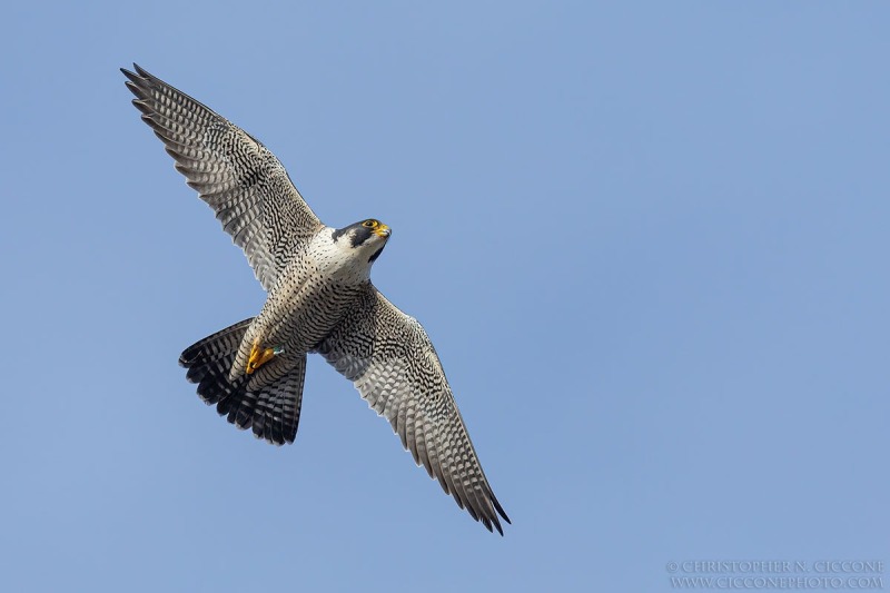 Peregrine Falcon