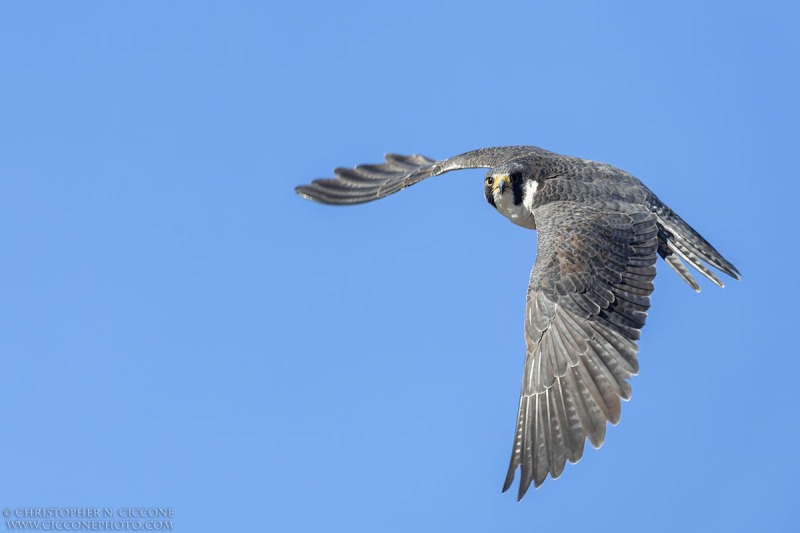 Peregrine Falcon