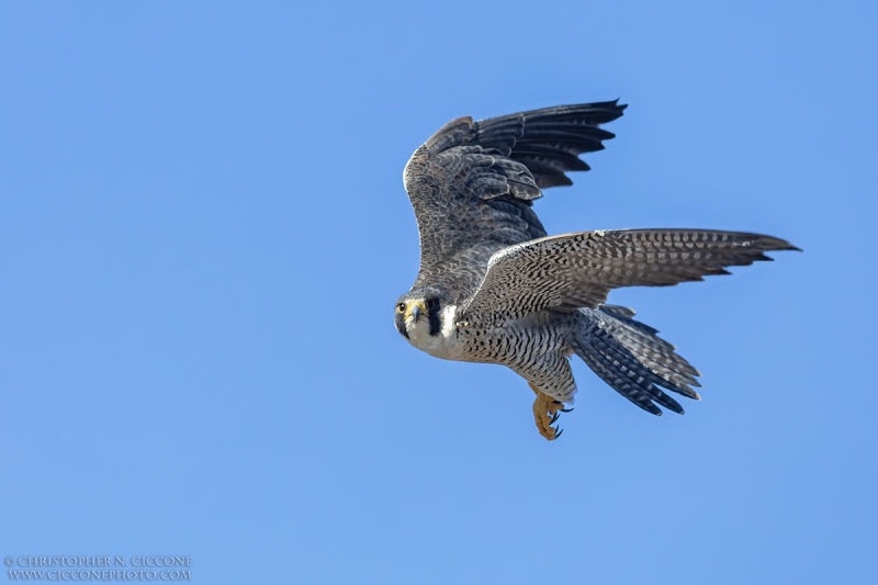 Peregrine Falcon