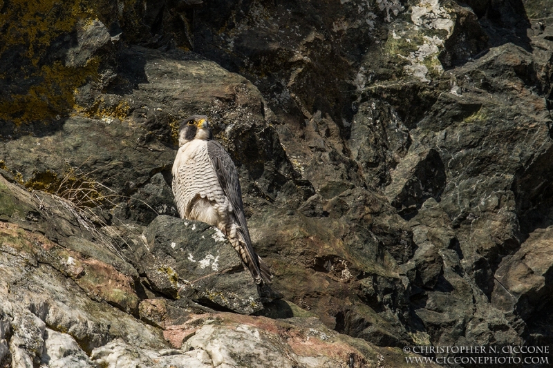 Peregrine Falcon