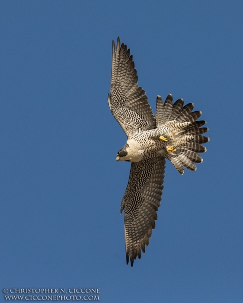 Peregrine Falcon