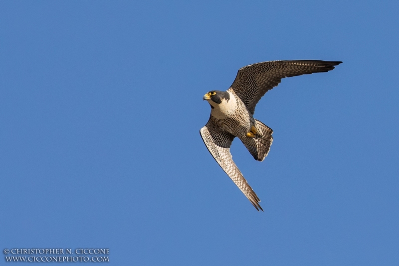 Peregrine Falcon