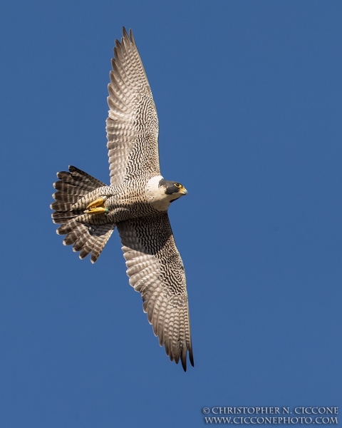 Peregrine Falcon