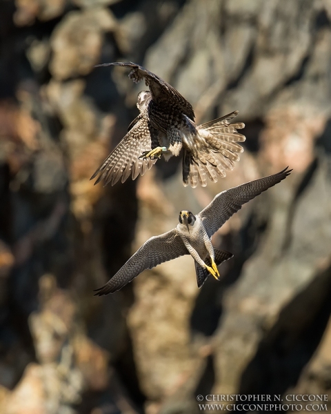 Peregrine Falcon