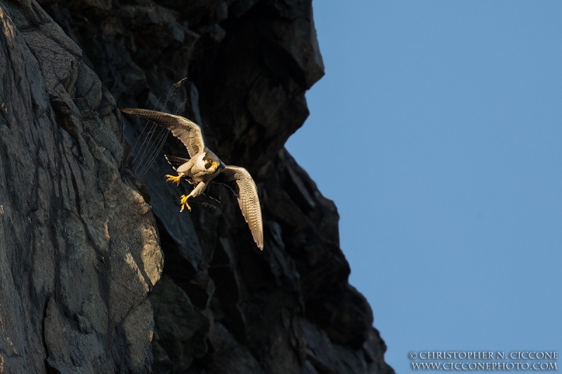 Peregrine Falcon