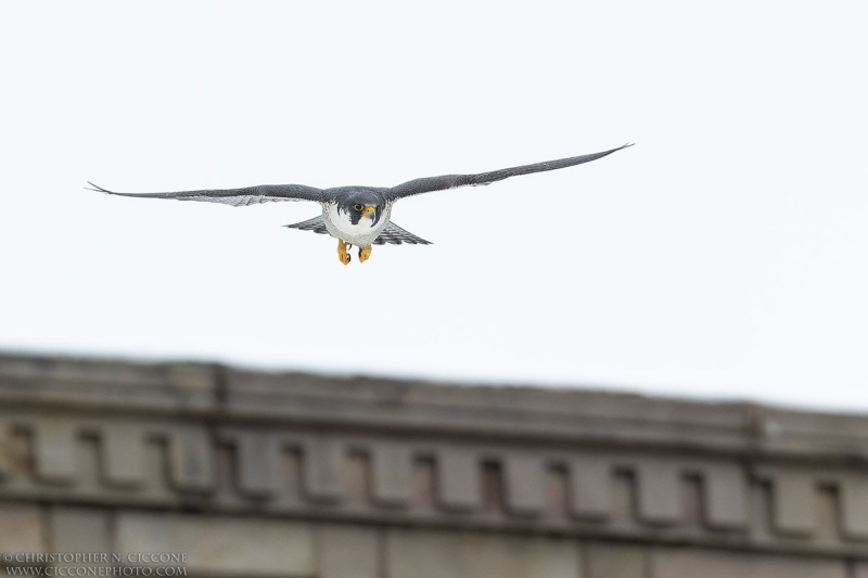 Peregrine Falcon