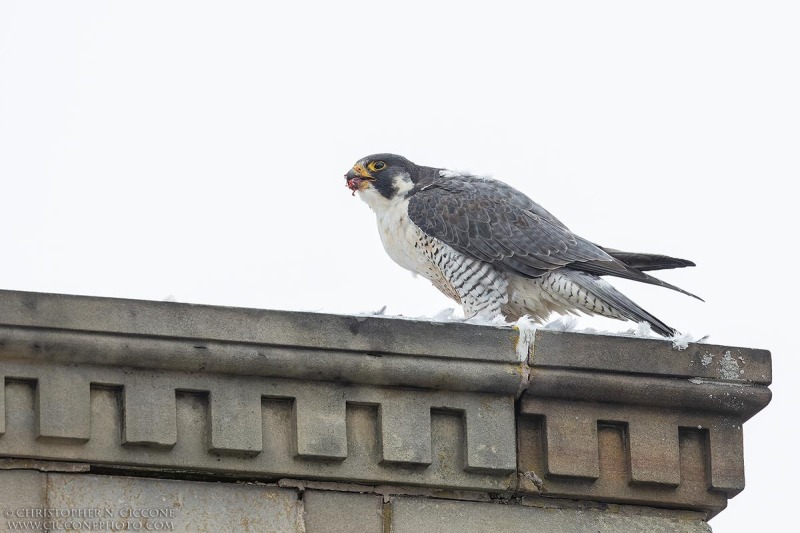 Peregrine Falcon