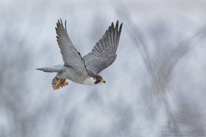 Peregrine Falcon