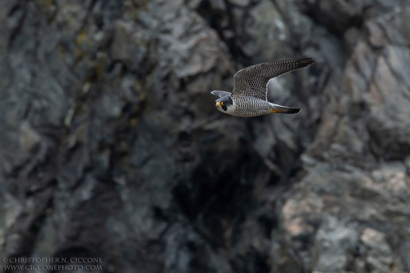 Peregrine Falcon