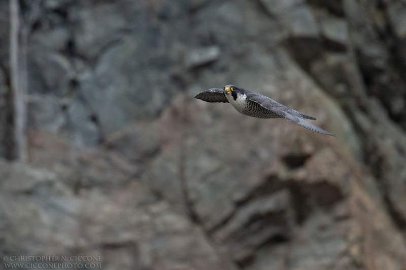 Peregrine Falcon