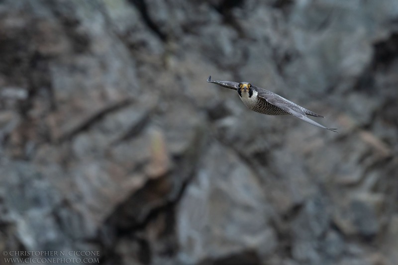 Peregrine Falcon