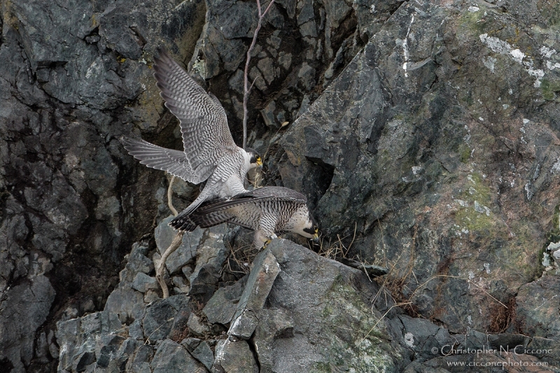 Peregrine Falcon