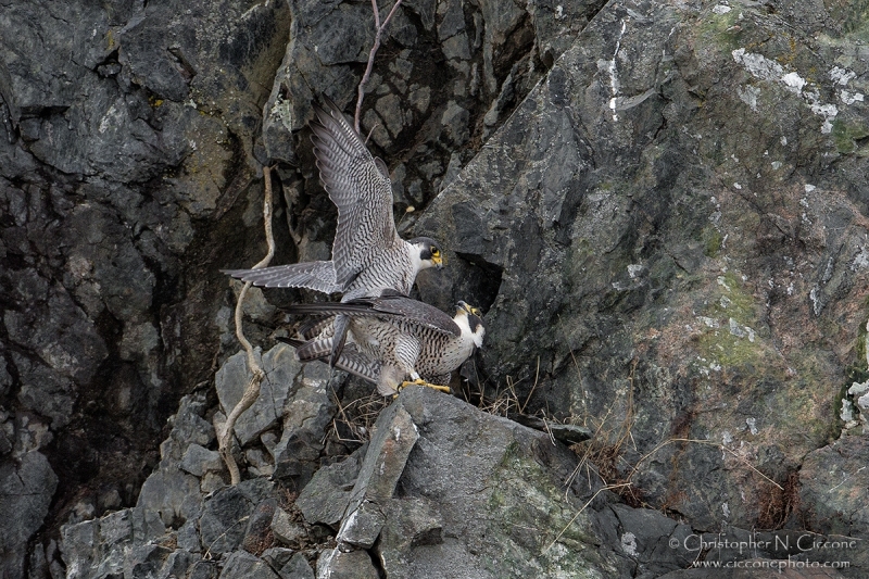 Peregrine Falcon