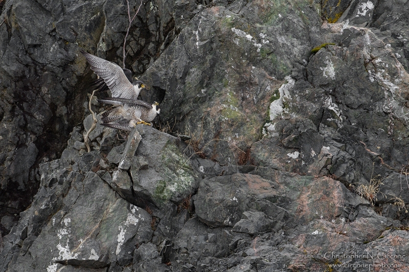 Peregrine Falcon