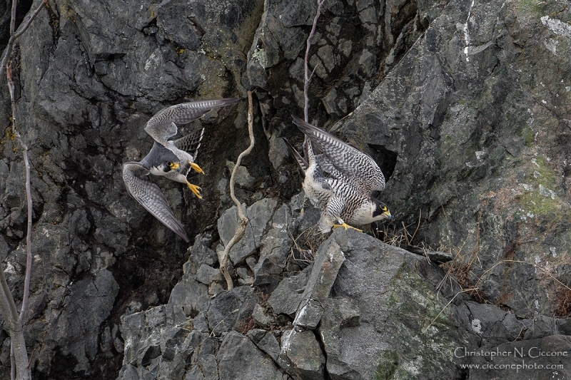 Peregrine Falcon