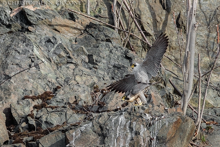 Peregrine Falcon