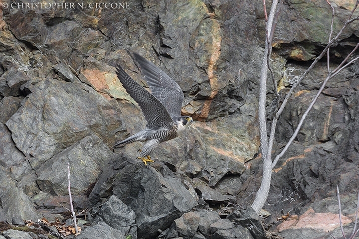 Peregrine Falcon