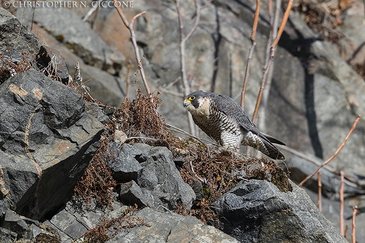 Peregrine Falcon