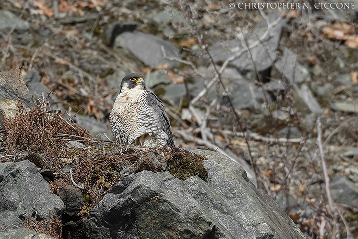 Peregrine Falcon