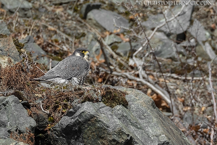 Peregrine Falcon