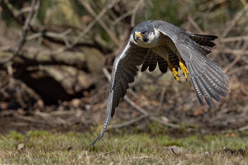 Peregrine Falcon