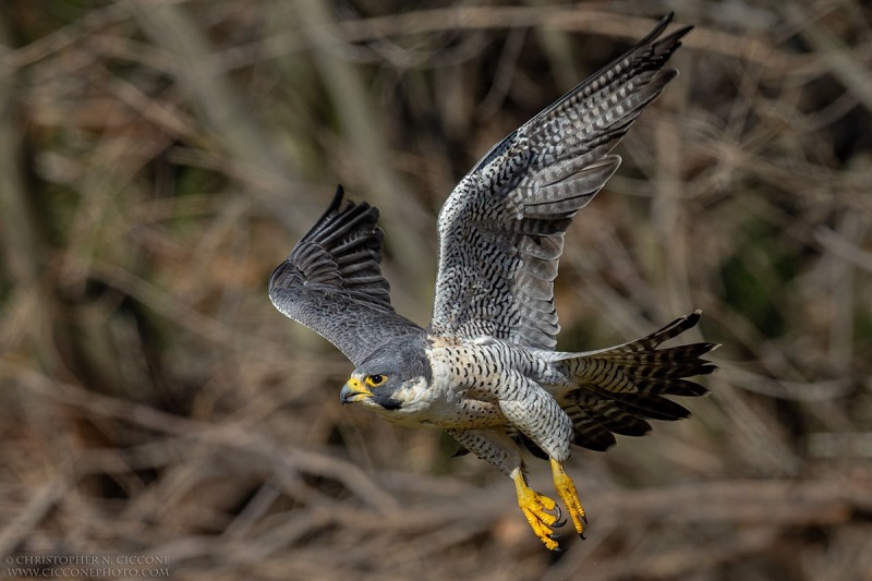 Peregrine Falcon