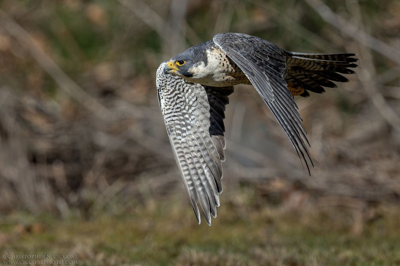 Peregrine Falcon