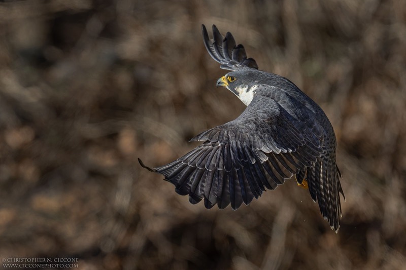 Peregrine Falcon