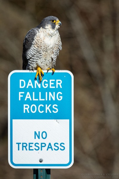 Peregrine Falcon