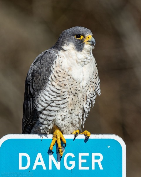 Peregrine Falcon