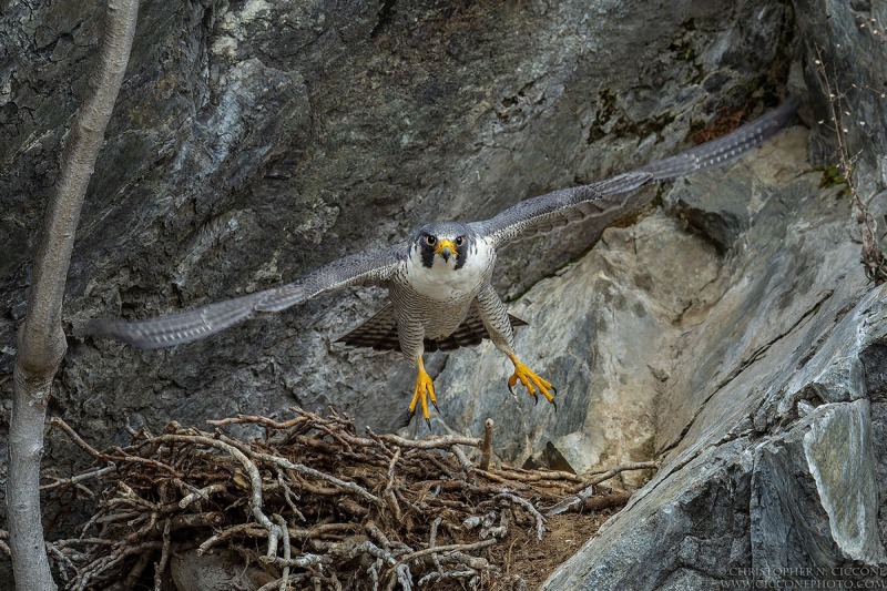 Peregrine Falcon