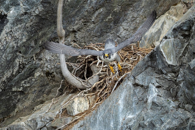 Peregrine Falcon