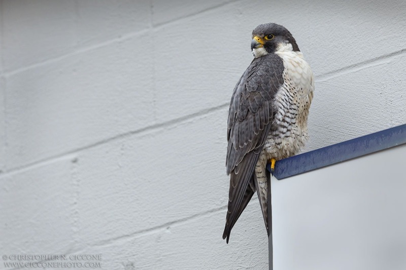 Peregrine Falcon