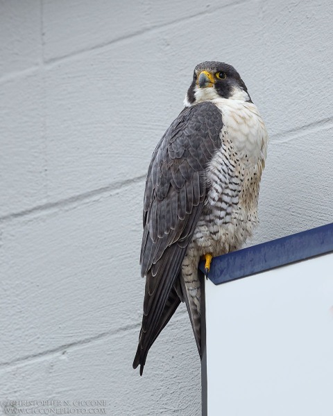 Peregrine Falcon