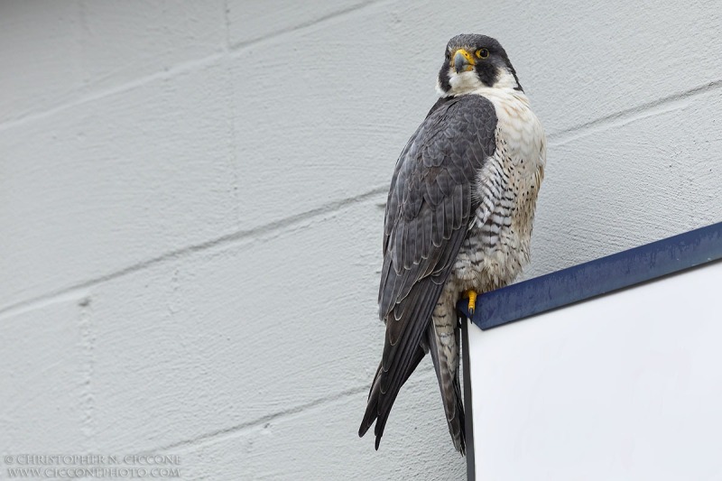 Peregrine Falcon