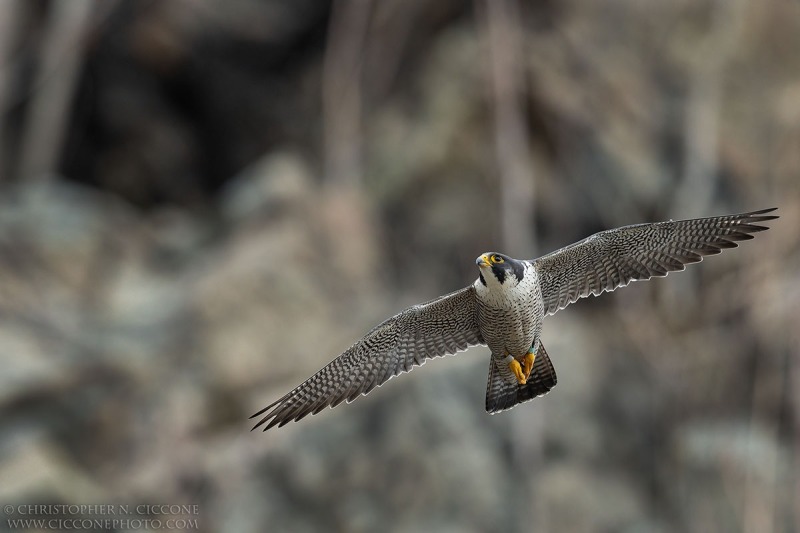 Peregrine Falcon