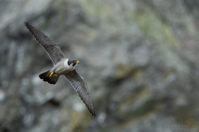 Peregrine Falcon