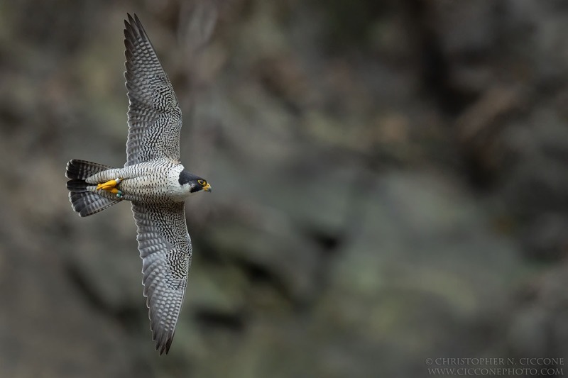 Peregrine Falcon