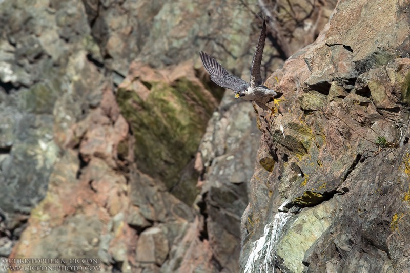 Peregrine Falcon