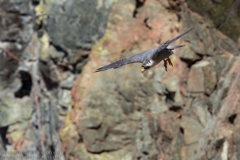 Peregrine Falcon