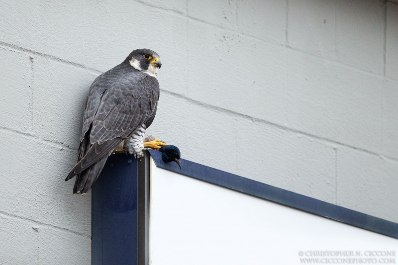 Peregrine Falcon