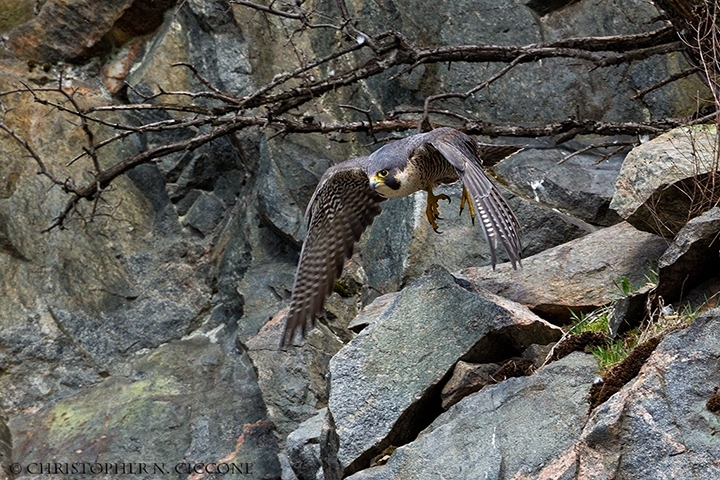 Peregrine Falcon